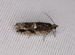 Chimoptesis gerulae