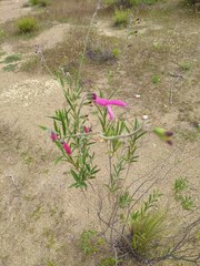 Salvia orbignaei