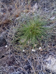 Bufonia macropetala