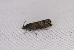 Sereda tautana