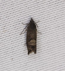 Sereda tautana