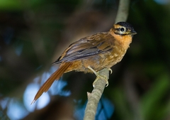 Philydor atricapillus