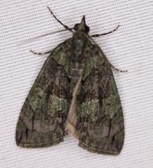 Hydriomena transfigurata