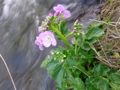 Cardamine raphanifolia