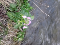 Cardamine raphanifolia