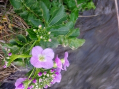 Cardamine raphanifolia