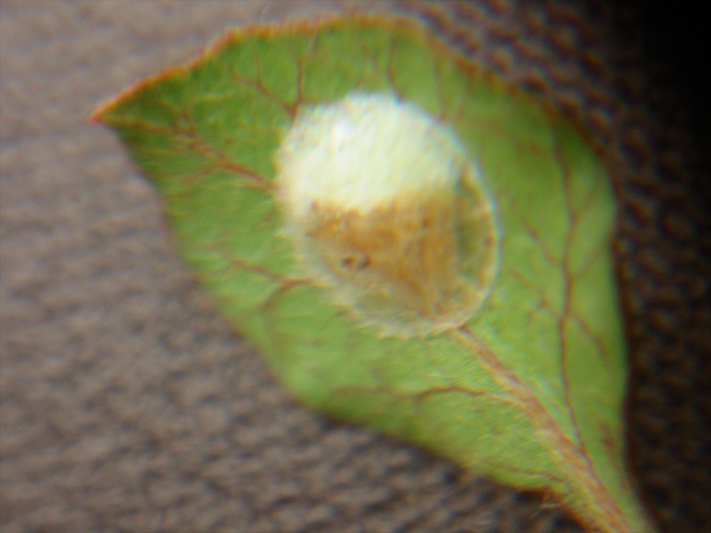 Kalasiris depressa