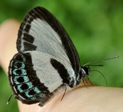 Nacaduba cyanea