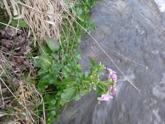 Cardamine raphanifolia