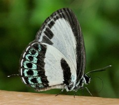 Nacaduba cyanea