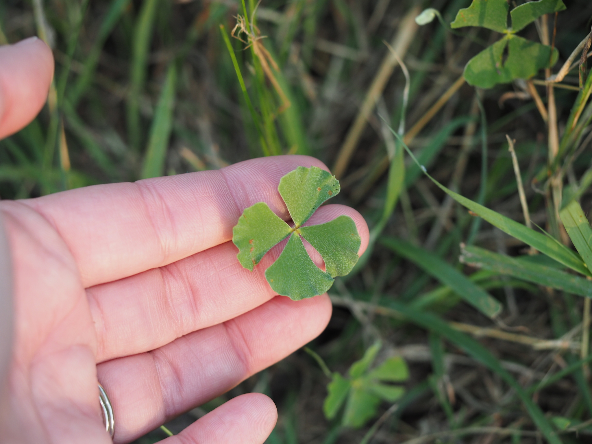 Marsilea oligospora