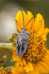 Tomentgaurotes batesi