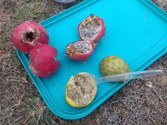 Harrisia tetracantha