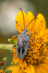 Tomentgaurotes batesi