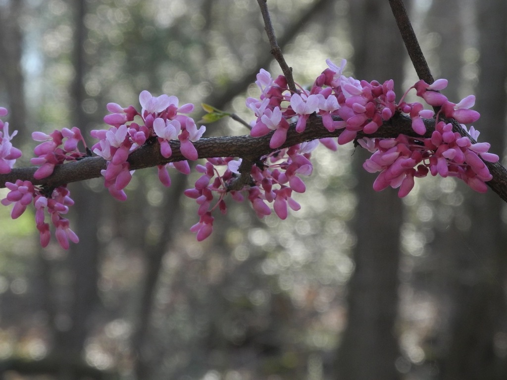 Texas Redbud in the garden