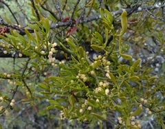 Phoradendron bolleanum
