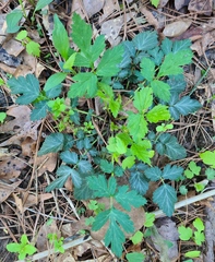 Geum vernum
