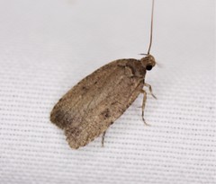 Agonopterix argillacea