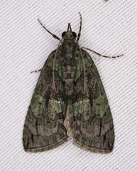 Hydriomena transfigurata