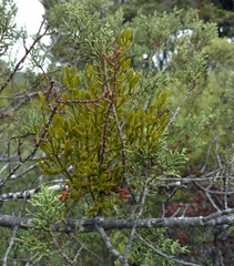 Phoradendron bolleanum