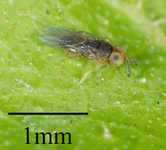 Encyrtidae