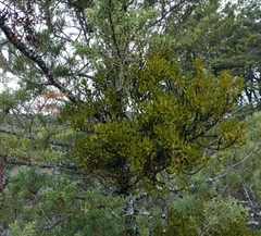 Phoradendron bolleanum