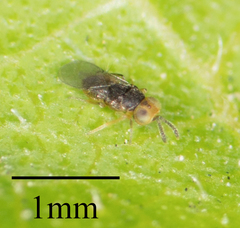 Encyrtidae