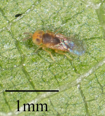 Encyrtidae