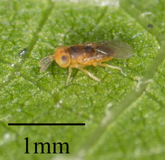 Encyrtidae