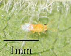 Aphelinidae