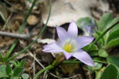 Romulea bulbocodium