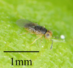 Encyrtidae