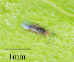 Encyrtidae
