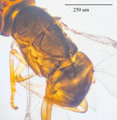 Encyrtidae