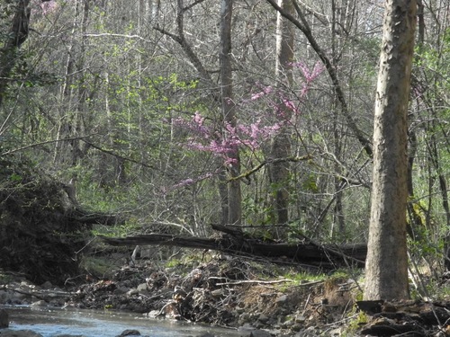 Cercis canadensis