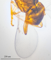 Encyrtidae