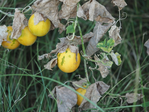 Cucumis melo ssp. agrestis
