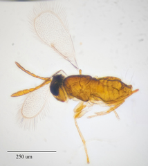 Aphelinidae