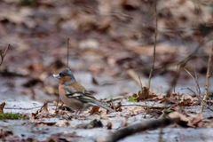Fringilla coelebs