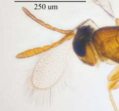 Aphelinidae