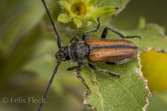 Neocrossidius trivittatus