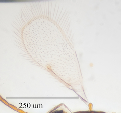 Aphelinidae