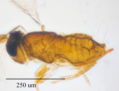 Aphelinidae