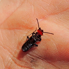 Cucujus cinnaberinus