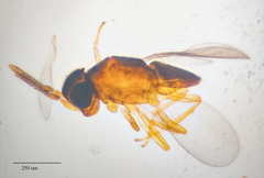 Encyrtidae