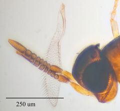 Encyrtidae