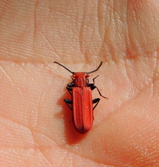 Cucujus cinnaberinus