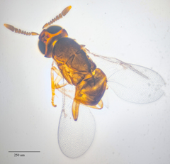 Encyrtidae