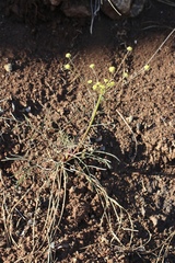 Lomatium marginatum marginatum