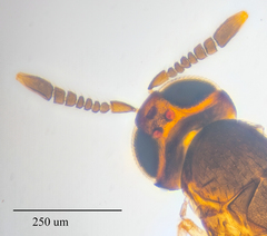 Encyrtidae